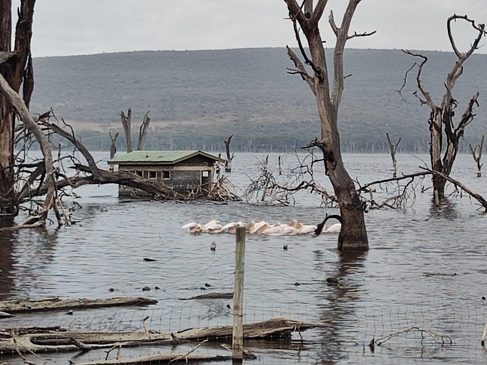 Der Nakuru-See in Kenia ist so stark gestiegen, dass er einen ganzen Wald und Gebäude verschluckt hat. Ein Ranger-Häuschen steht heute mitten im Wasser. (Februar 2024)
